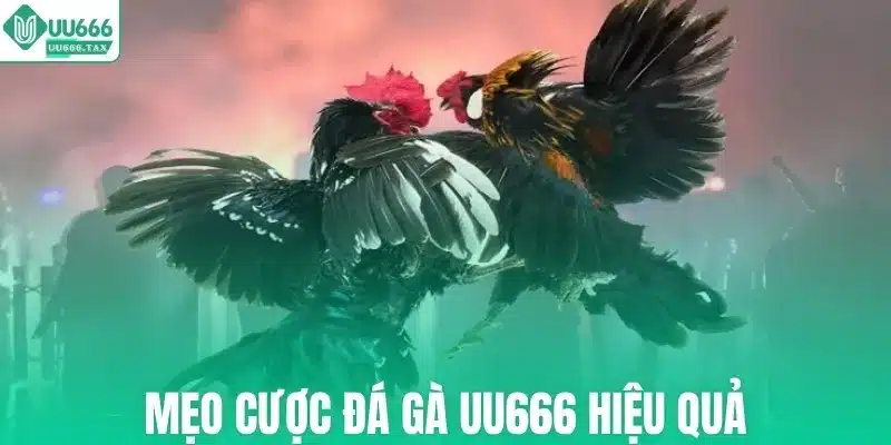 Mẹo cược đá gà UU666 hiệu quả